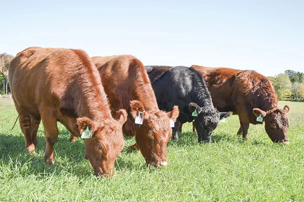 Grass-finished beef graze Connecticut pastures