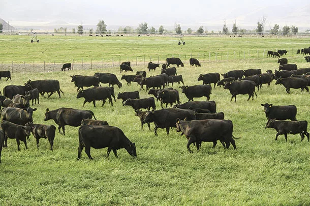 Cattle grazing