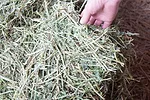 Alfalfa samples