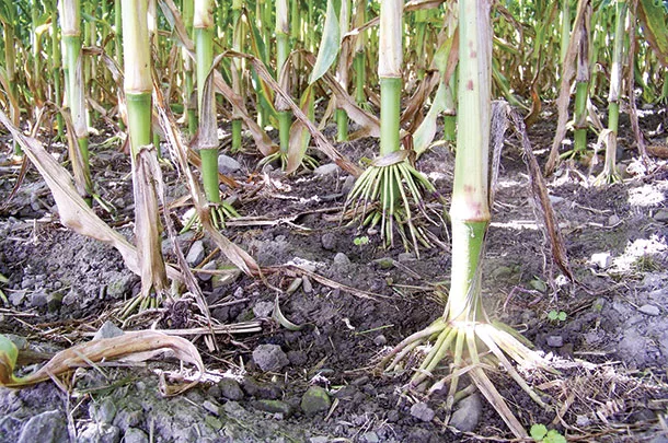 Healthy soils make healthy crops at Table Rock