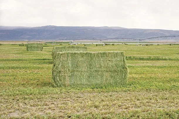 Big square bales