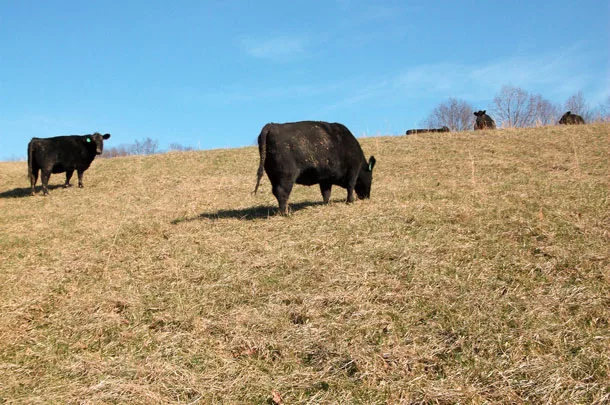 winter grazing