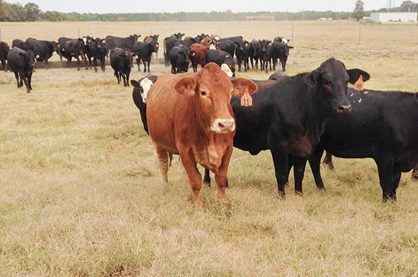 Cows strip grazing stockpiled bermudagrass