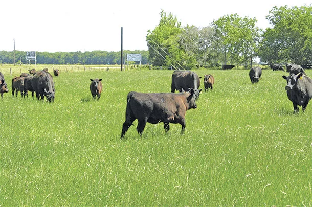Coastal bermudagrass is commonly stockpiled in the southeastern U.S.