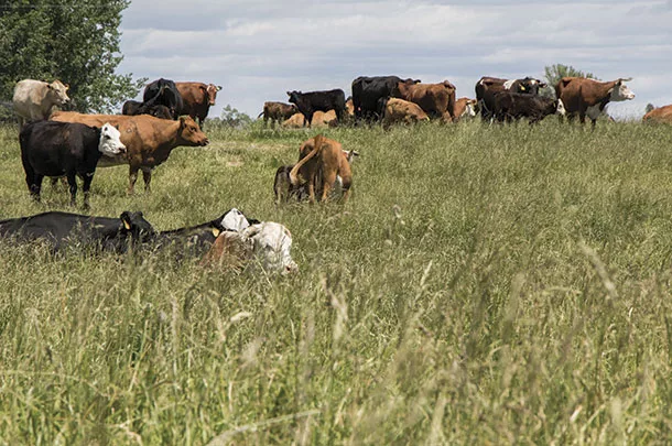 Grazing research is very challenging
