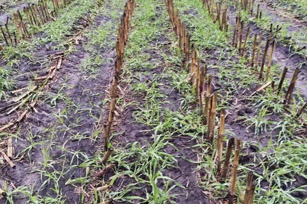 Barley was aerially seeded into standing silage