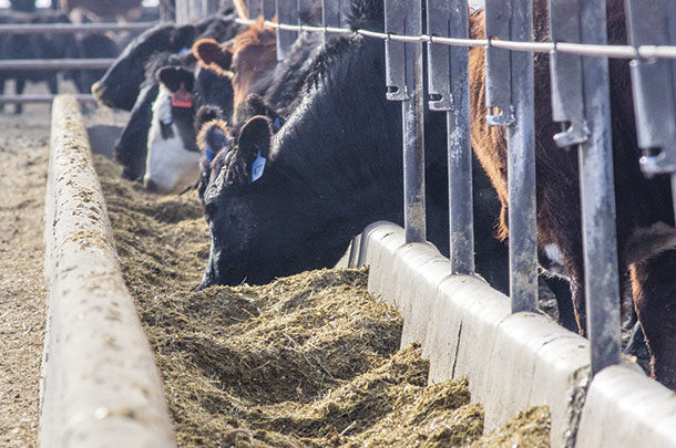 Cattle eating at a feed bunk