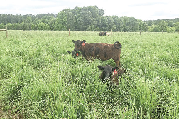 Calves on native warm-season grasses