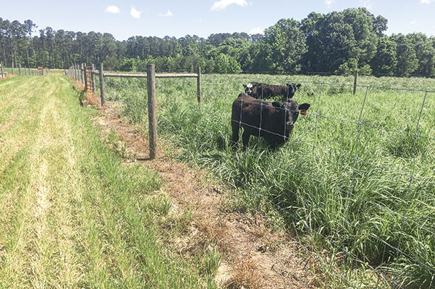 Calves on native warm-season grasses