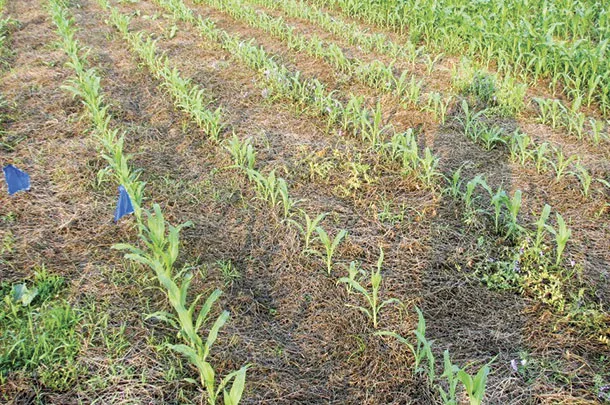 Large corn seeds come with a bigger energy package
