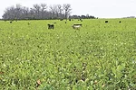Cattle in a pasture