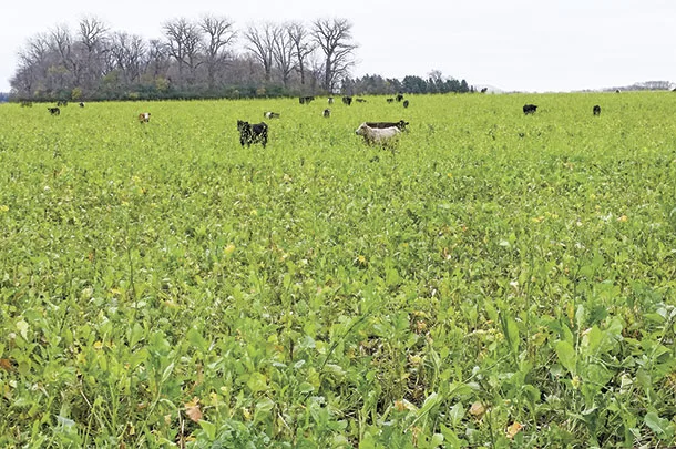 Cattle in a pasture