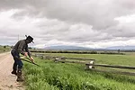cutting grass with a scythe