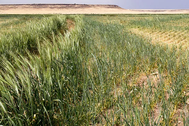 field of oats