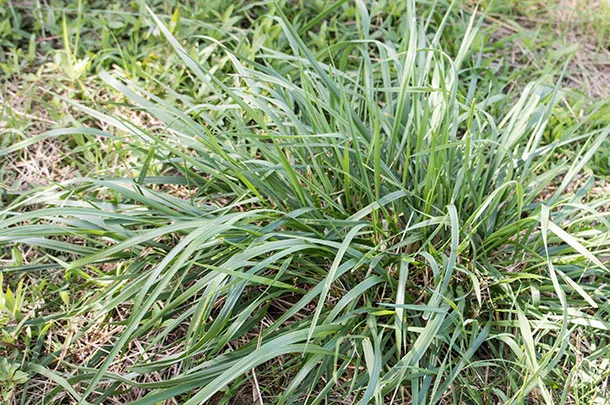 fescue