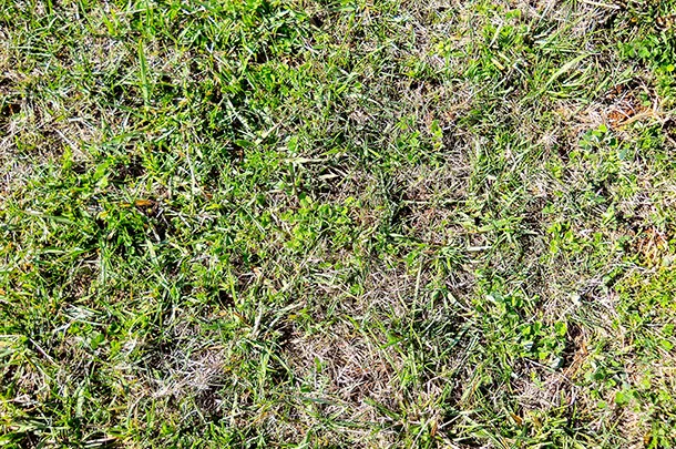fescue