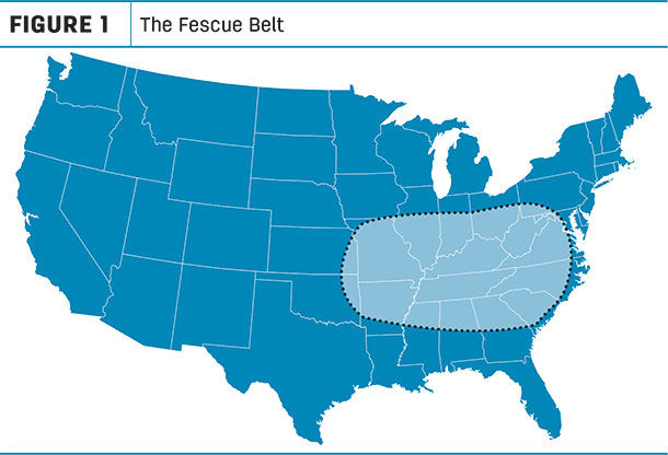 Fescue Belt