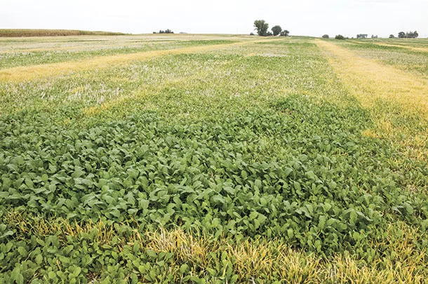 Cover crop mix