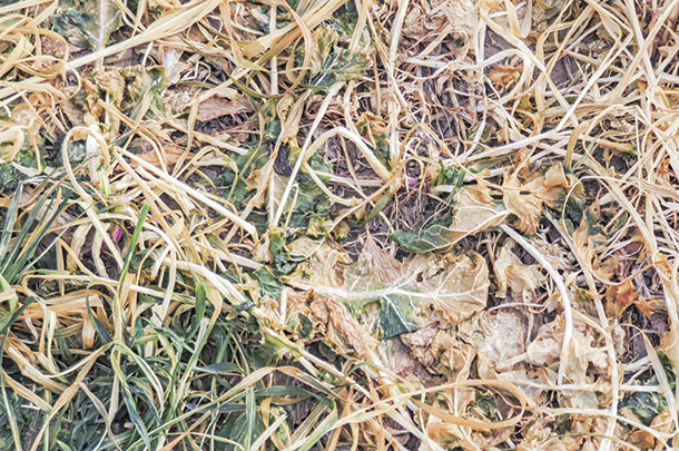 Brassica foliage depicted in December