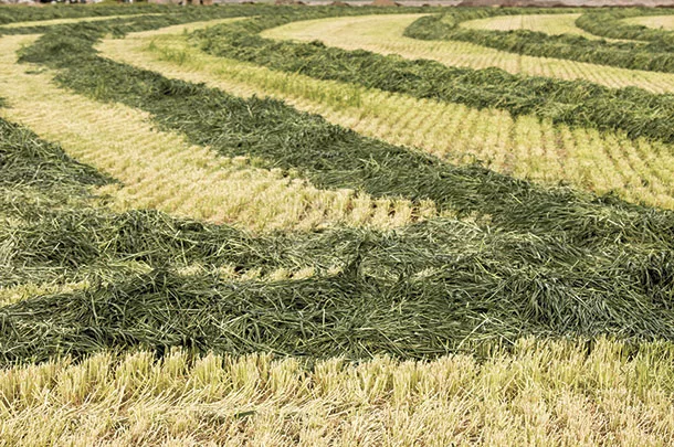 Triticale is often harvested in early spring