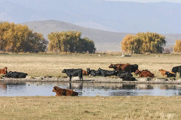 Cattle in a pasture