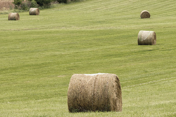 Round bales in the field 