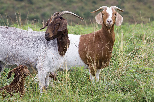 Goats and cattle graze together