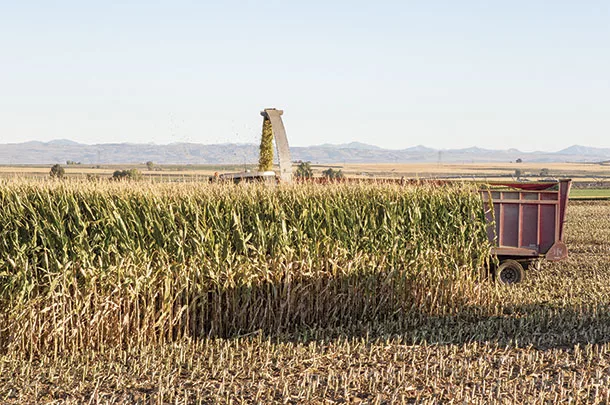 Green chopping corn