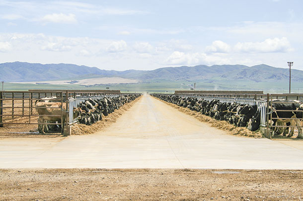 Feed bunks