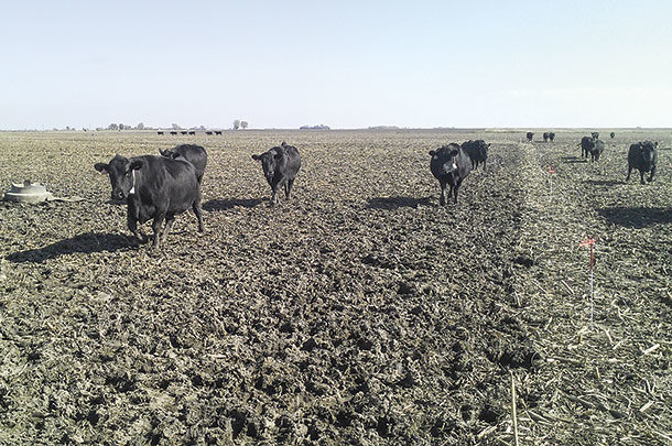 Cows graze cornstalks