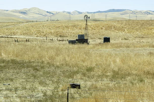 cheatgrass
