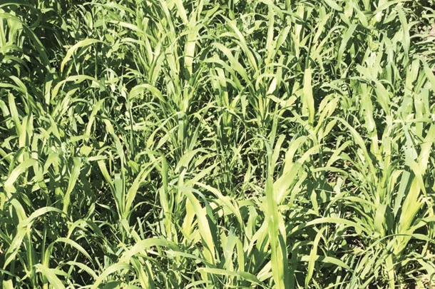 cover crops