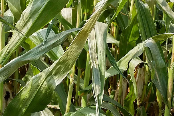 frosted corn