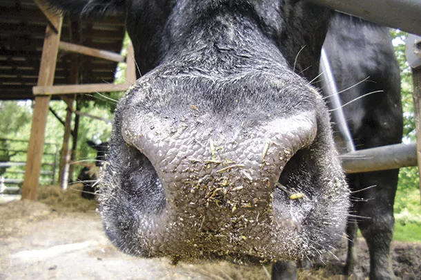 Pasture swards are hard on the older cows