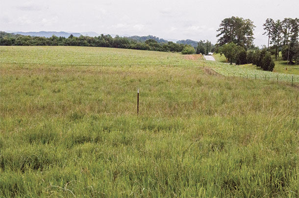 Switchgrass at Color Wheel Farm