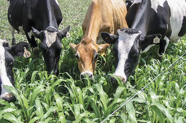 Cattle eating sorghum