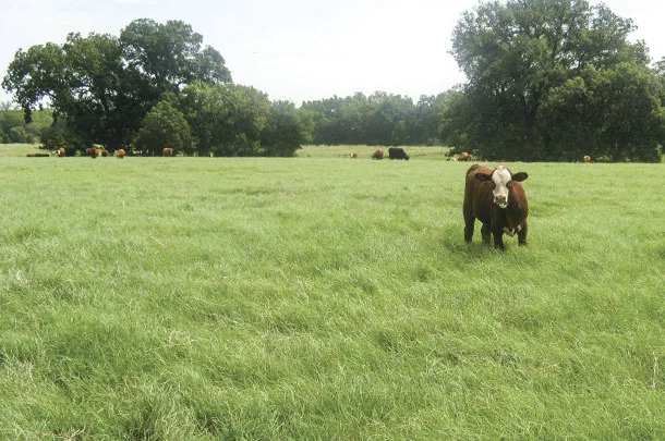 Knowing the grass species