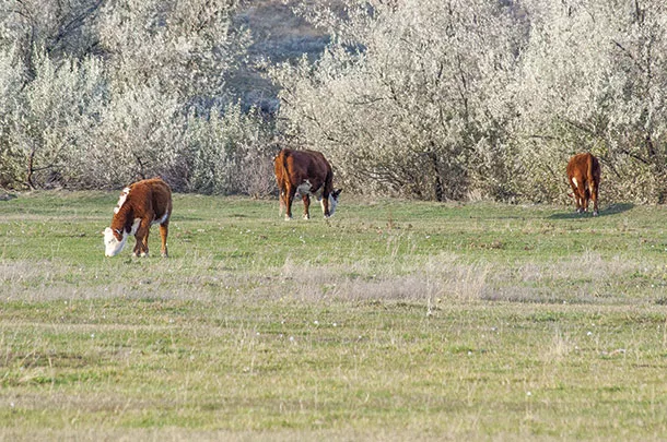 cattle grazing