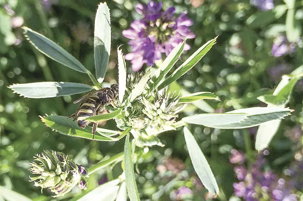 Alfalfa alkali bee in touchet-Gardena area