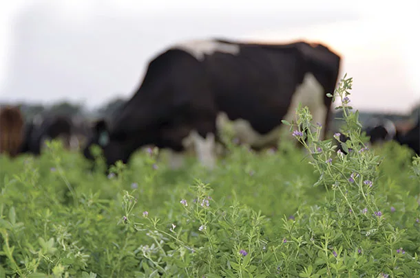 Cow in pasture