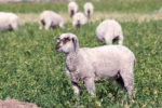 sheep grazing alfalfa