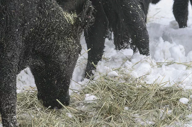 Cattle grazing in the snow