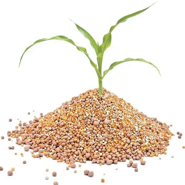 Corn plant