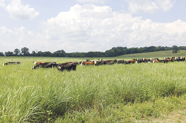 Cattle grazing Willis' switchgrass