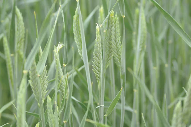Small grains
