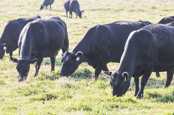 Bred cows in August in Indian Valley