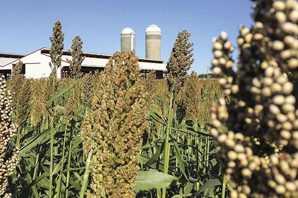 Sorghum nears maturity