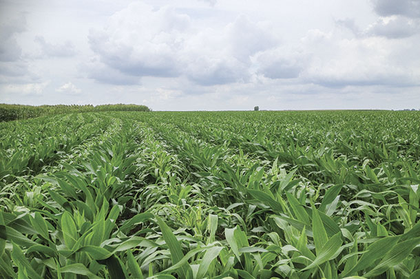 Corn and sorghum-sudangrass are planted side by side
