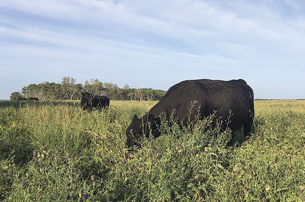 Cattle graze mixed forages in one of the pastures