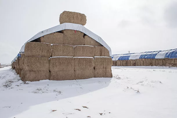 Stacked hay